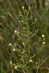 Canadian horseweed